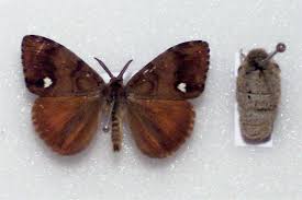 Attēlu rezultāti vaicājumam “Orgyia antiqua imago”