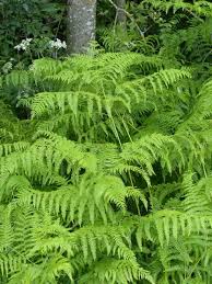 Attēlu rezultāti vaicājumam “Pteridium aquilinum”