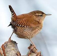 Attēlu rezultāti vaicājumam “Troglodytes troglodytes adult”
