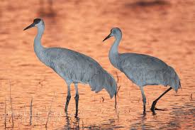 Image result for Grus canadensis