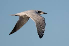 Image result for Gelochelidon nilotica