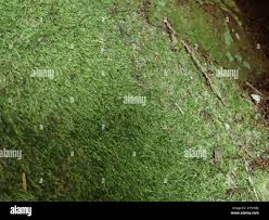 Attēlu rezultāti vaicājumam “Plagiothecium denticulatum”