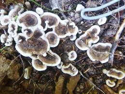 Attēlu rezultāti vaicājumam “Phellodon tomentosus”