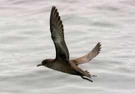 Image result for Puffinus puffinus