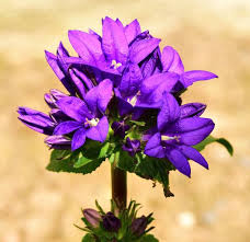 Attēlu rezultāti vaicājumam “Campanula glomerata”