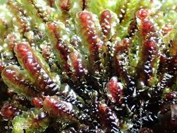 Attēlu rezultāti vaicājumam “Scapania undulata”