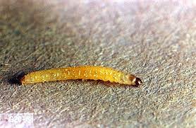 Attēlu rezultāti vaicājumam “Eupithecia subumbrata larva”