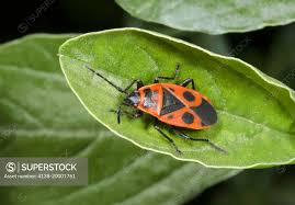 Attēlu rezultāti vaicājumam “Pyrrhocoris apterus”