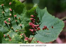 Attēlu rezultāti vaicājumam “Eriophyes tiliae”