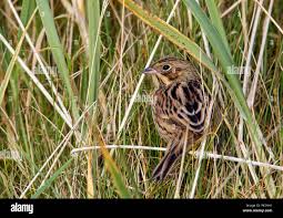Image result for Emberiza fucata