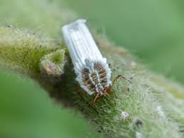 Attēlu rezultāti vaicājumam “Orthezia urticae”