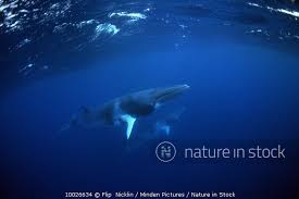 Image result for Balaenoptera acutorostrata