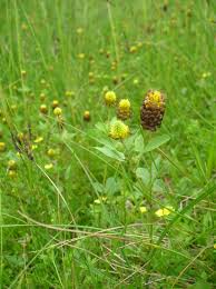 Attēlu rezultāti vaicājumam “Trifolium spadiceum”