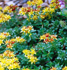 Attēlu rezultāti vaicājumam “Sedum acre flower”