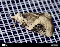 Attēlu rezultāti vaicājumam “Pseudeustrotia candidula”