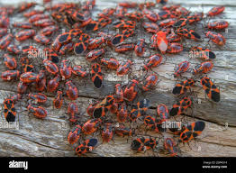 Attēlu rezultāti vaicājumam “Pyrrhocoris apterus imago”