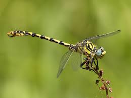 Attēlu rezultāti vaicājumam “Onychogomphus forcipatus”