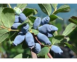 Attēlu rezultāti vaicājumam “Lonicera caerulea var. pallasii”