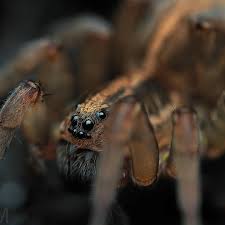 Attēlu rezultāti vaicājumam “Aphodius subterraneus imago”