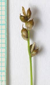 Attēlu rezultāti vaicājumam “Carex disperma”