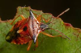 Attēlu rezultāti vaicājumam “Elasmucha ferrugata”