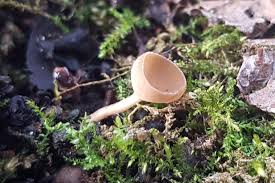 Attēlu rezultāti vaicājumam “Ciboria amentacea”