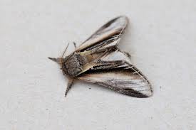 Attēlu rezultāti vaicājumam “Pheosia tremula”