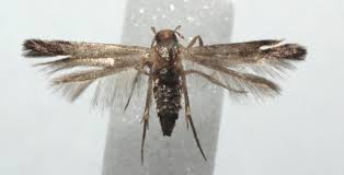 Attēlu rezultāti vaicājumam “Coleophoridae”