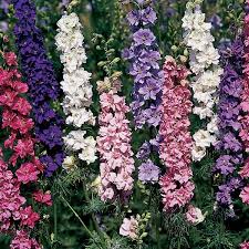 Image result for Delphinium consolida