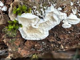 Attēlu rezultāti vaicājumam “Plicatura nivea”