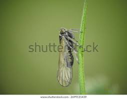 Attēlu rezultāti vaicājumam “Javesella pellucida”