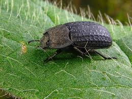 Attēlu rezultāti vaicājumam “Opatrum sabulosum”