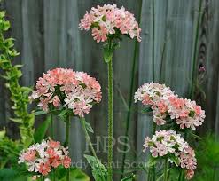 Image result for Lychnis chalcedonica `Dusky Salmon`