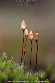 Attēlu rezultāti vaicājumam “Polytrichum piliferum sporophyte”