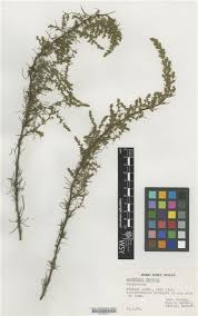 Image result for Artemisia caudata