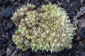 Attēlu rezultāti vaicājumam “Leucobryum juniperoideum”