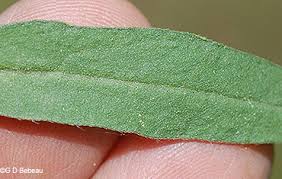 Attēlu rezultāti vaicājumam “Berteroa incana leaf”