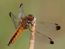 Attēlu rezultāti vaicājumam “Libellula fulva male”