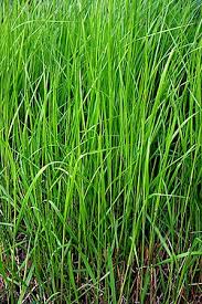 Attēlu rezultāti vaicājumam “Calamagrostis purpurea”