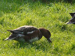 Attēlu rezultāti vaicājumam “Anas penelope”