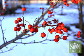 Attēlu rezultāti vaicājumam “Crataegus”