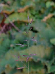 Attēlu rezultāti vaicājumam “Festuca rubra subsp. rubra fruit”
