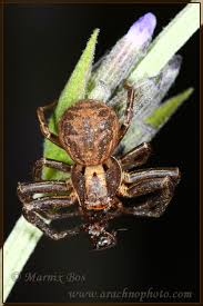 Attēlu rezultāti vaicājumam “Xysticus cristatus”