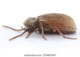 Attēlu rezultāti vaicājumam “Anobiidae”