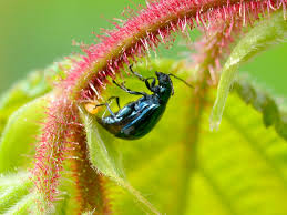 Attēlu rezultāti vaicājumam “Altica sp.”