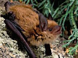 Attēlu rezultāti vaicājumam “Myotis brandtii”