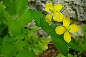 Attēlu rezultāti vaicājumam “Chelidonium majus leaf”