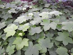 Attēlu rezultāti vaicājumam “Oenothera rubricauli leaf”