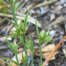 Attēlu rezultāti vaicājumam “Juncus capitatus”