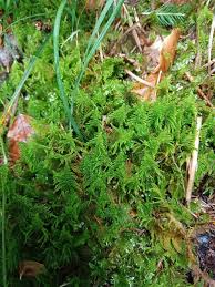 Attēlu rezultāti vaicājumam “Ptilium crista-castrensis”